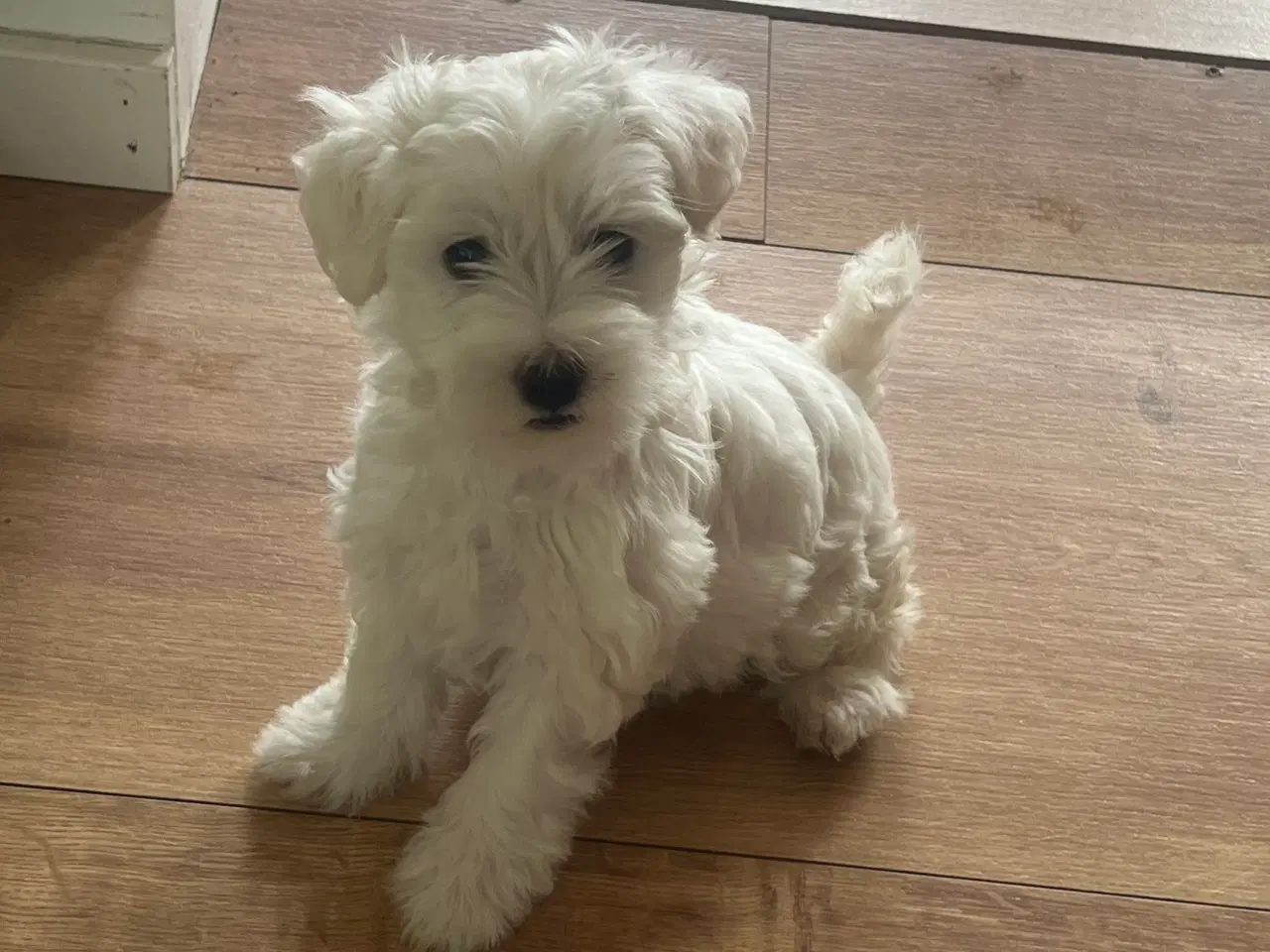 Billede 16 - Malteser/ Bichon hvalpe 