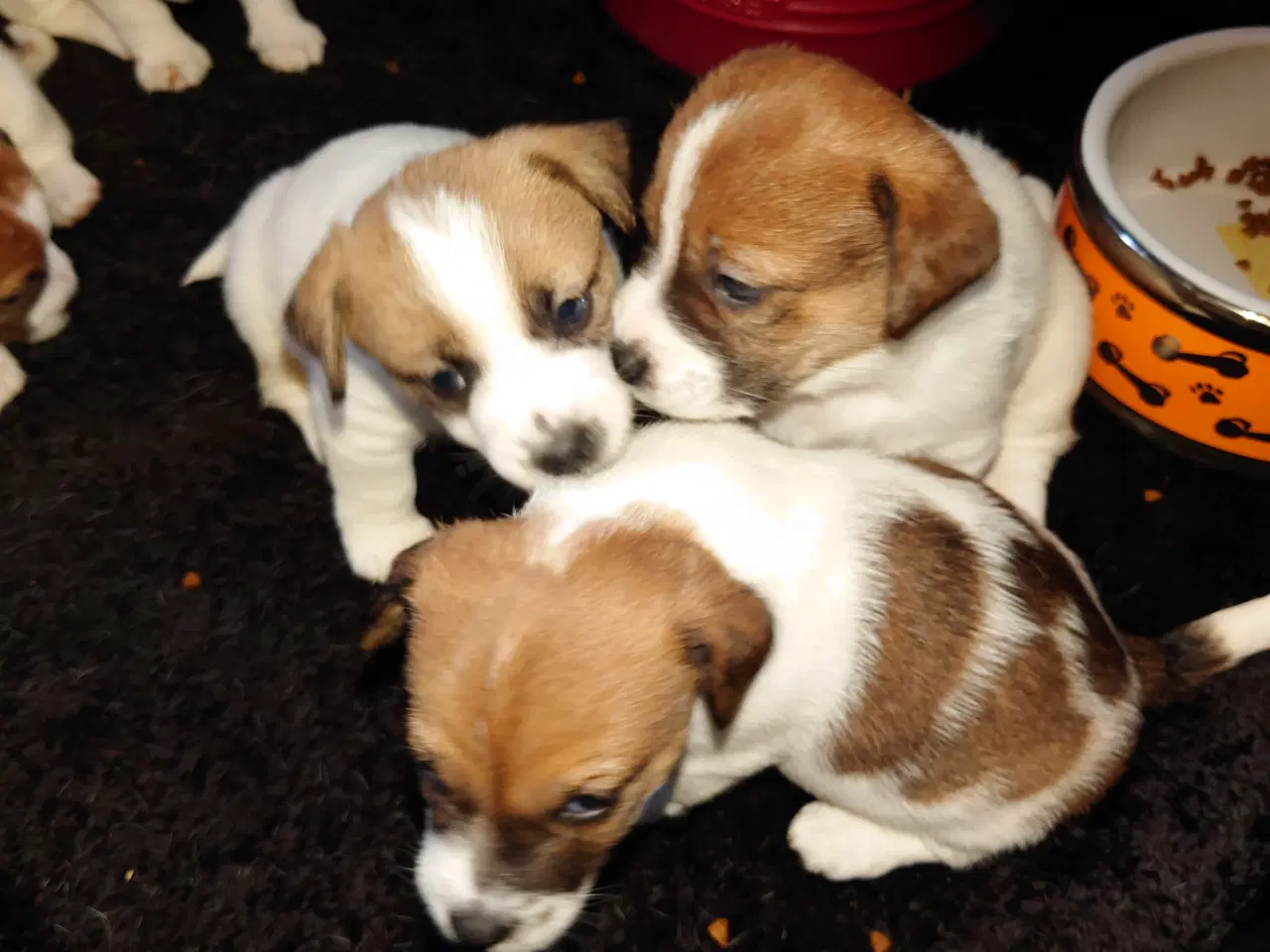 Billede 2 - Jack Russel hvalpe (kort benet type)