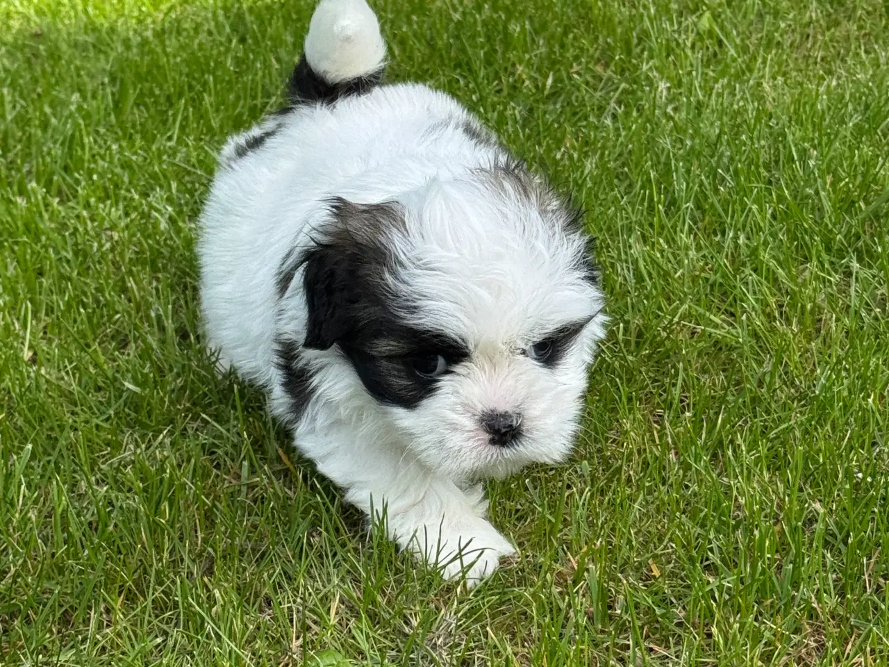 Billede 7 - Lhasa apso tæve