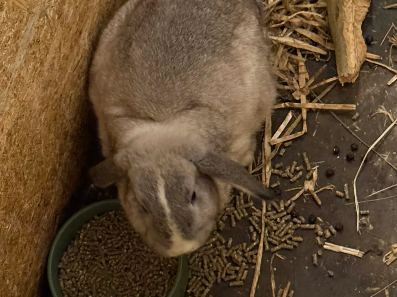 Billede 1 - Tam kanin