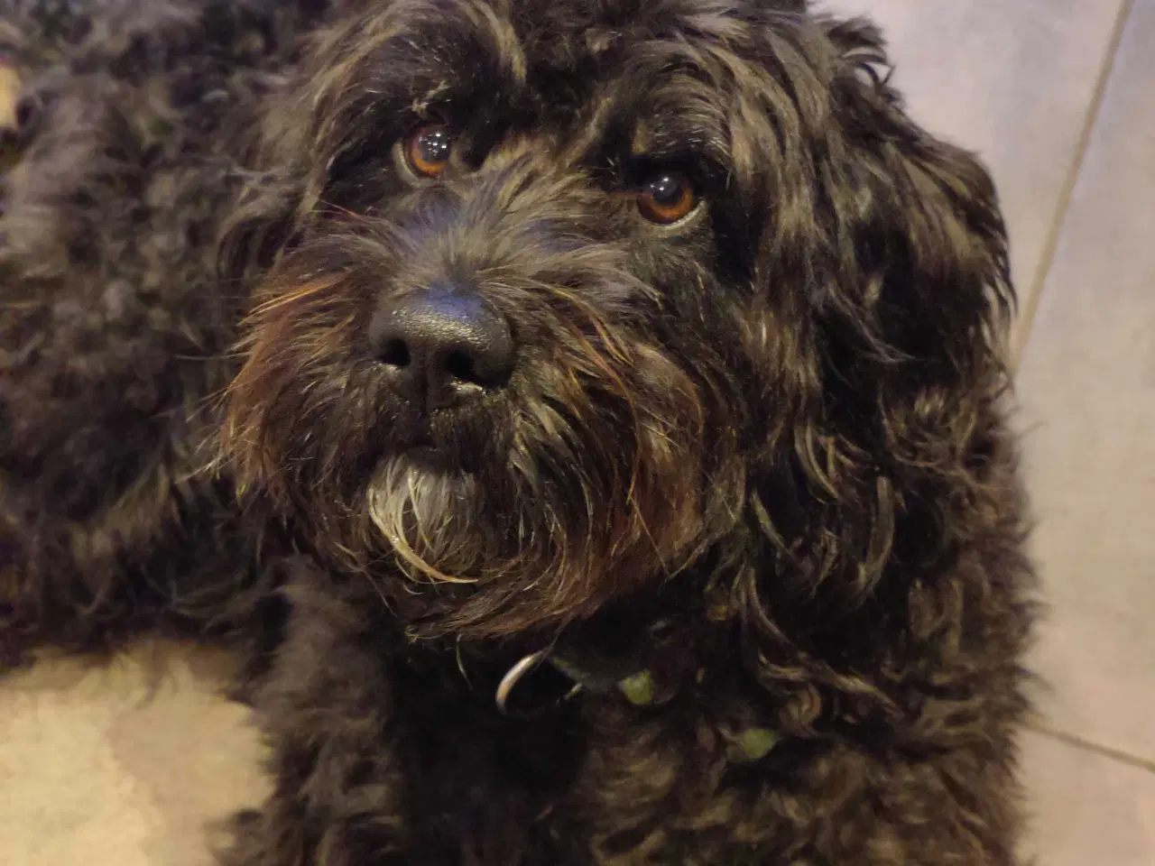 Billede 3 - Dejlig mellem doodle søger en god familie