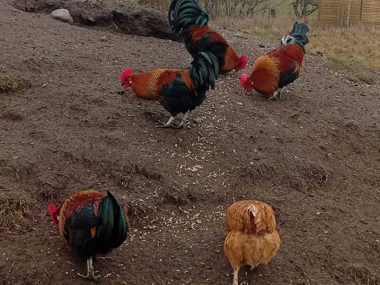 Billede 1 - Ung haner fra sommer 2025