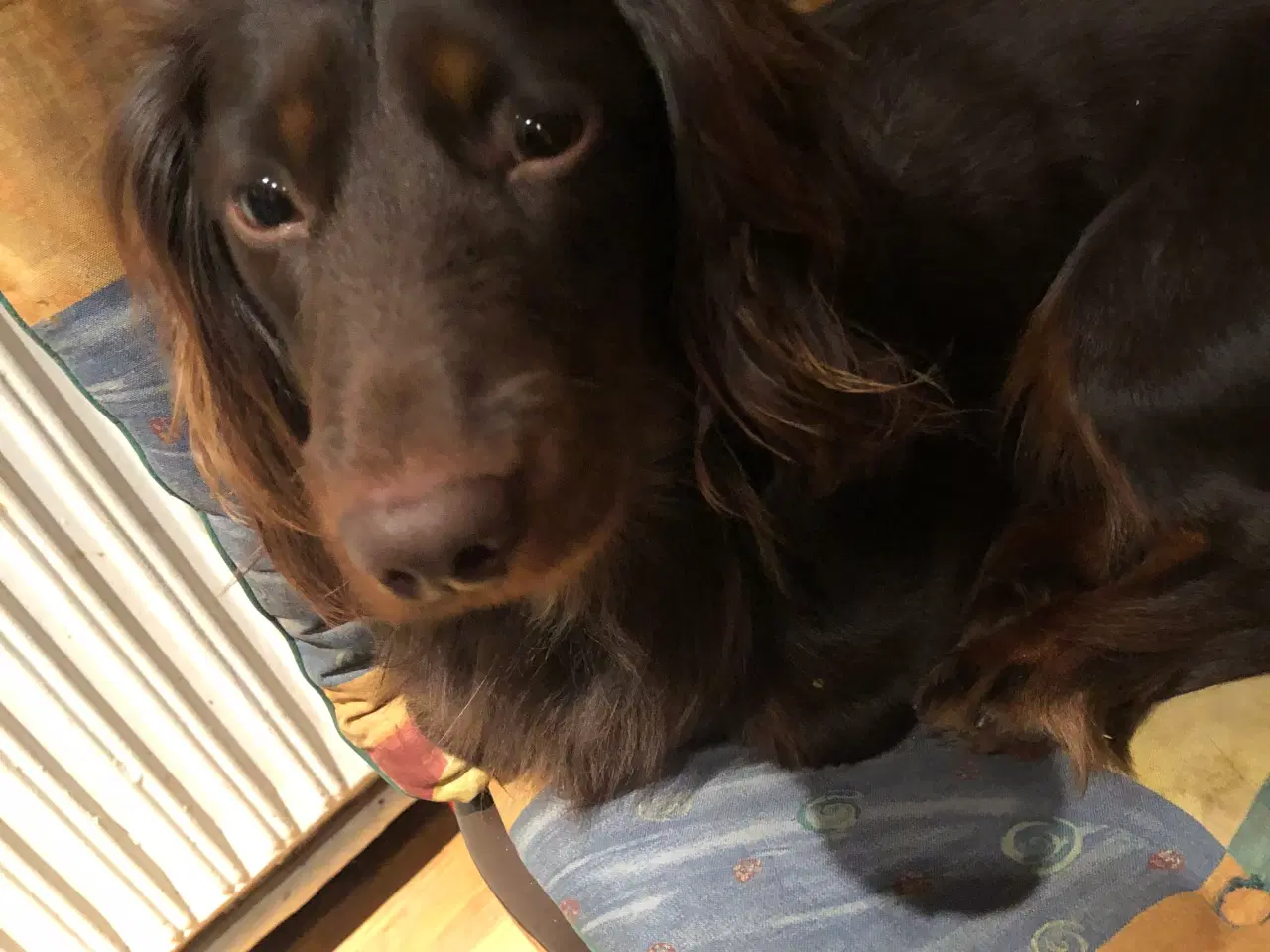 Billede 5 - Langhåret gravhund