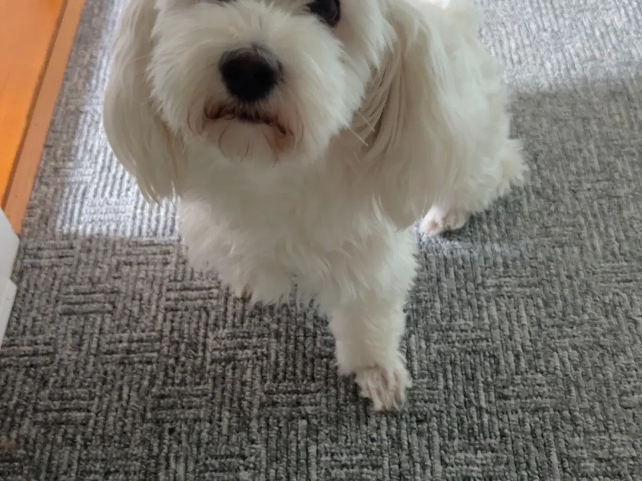 Billede 1 - 3 årige Luna (bichon havanais) søger nyt hjem