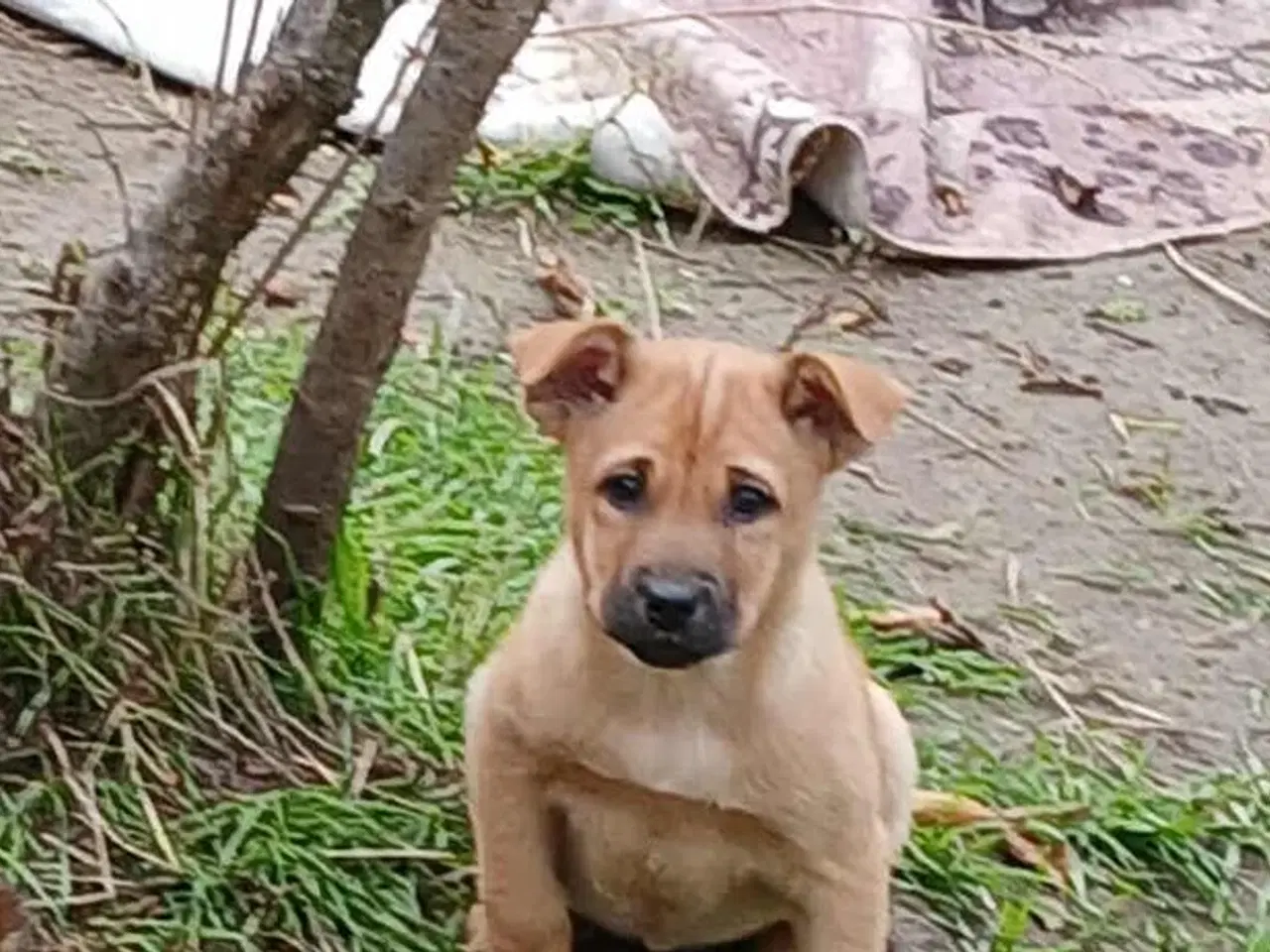 Billede 2 - Lille Smilla leder efter sin 4-ever familie