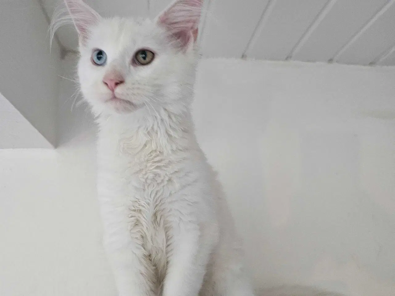 Billede 1 - Maine Coon killing m/stamtavle