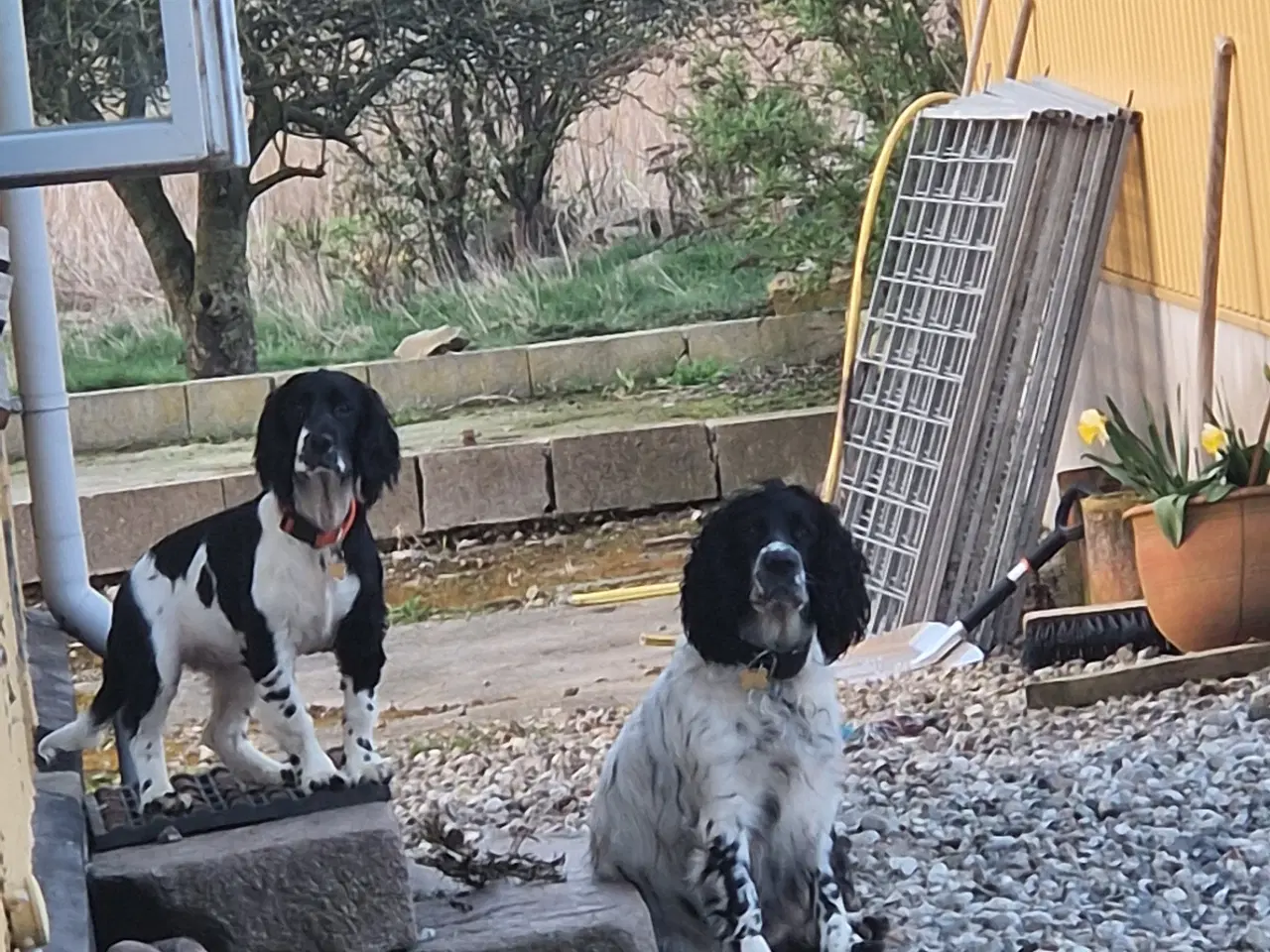 Billede 10 - Engelsk springer spaniel 