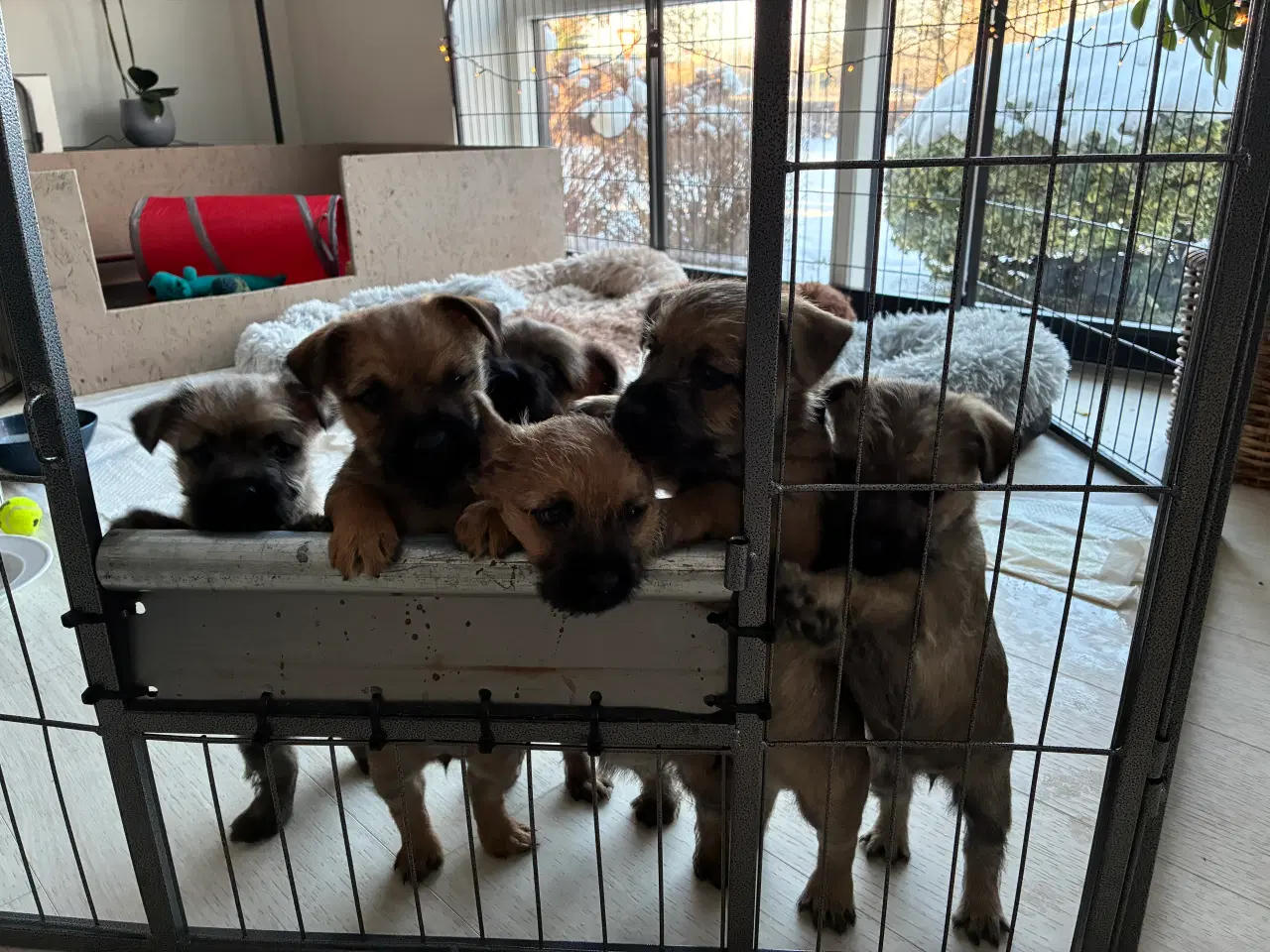 Billede 5 - Lækre cairn terrier hvalpe til salg