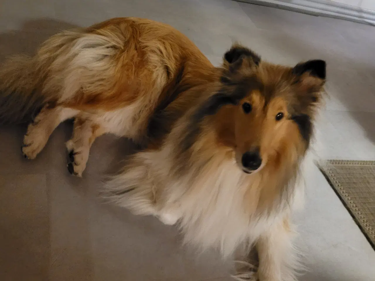 Billede 2 - Colliehan søges til parring. 