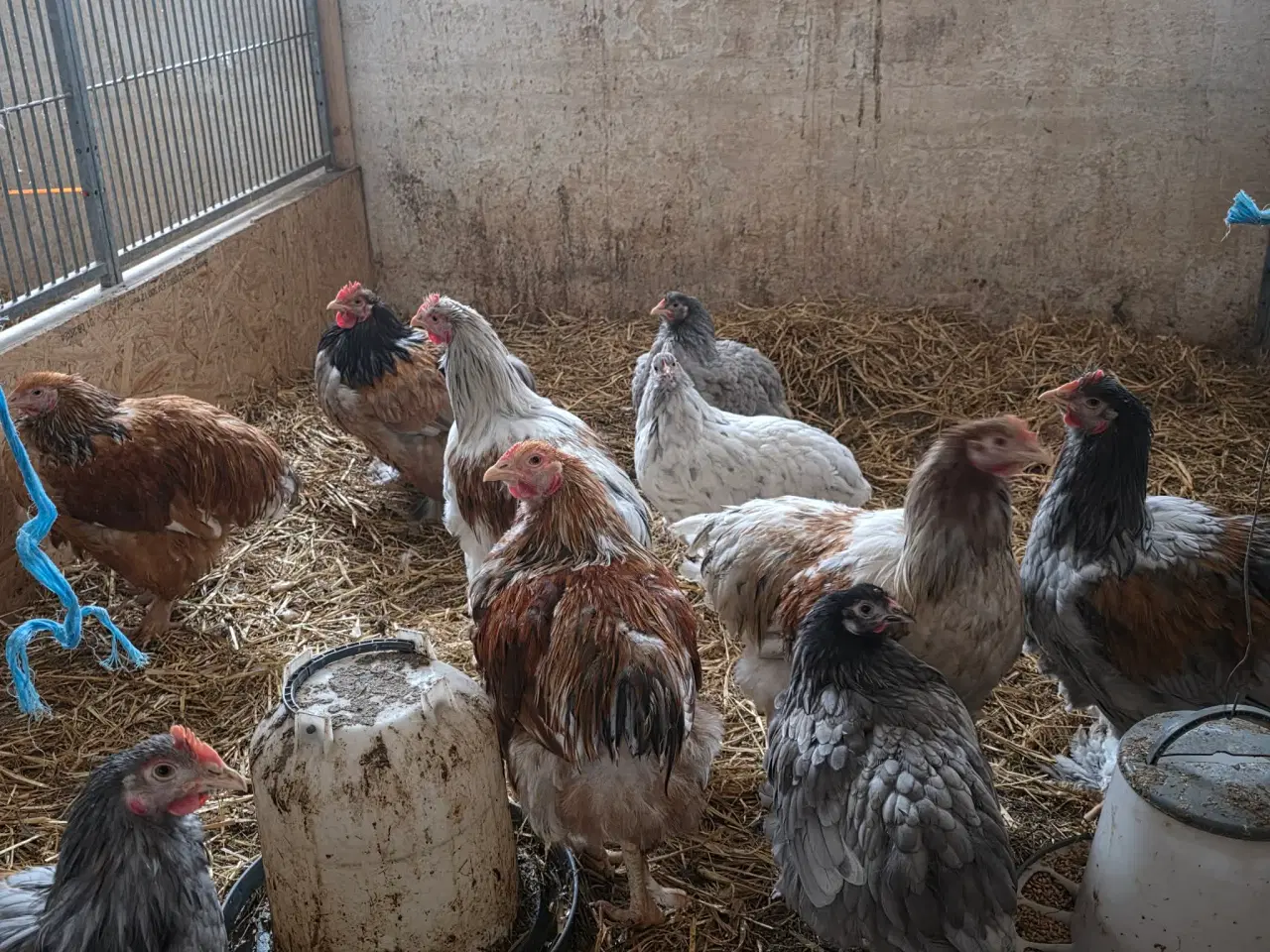 Billede 1 - En flok blandings ungdyr af stor race