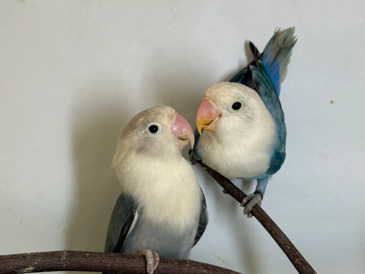 Billede 2 - Rødhovedet dværgpapegøje