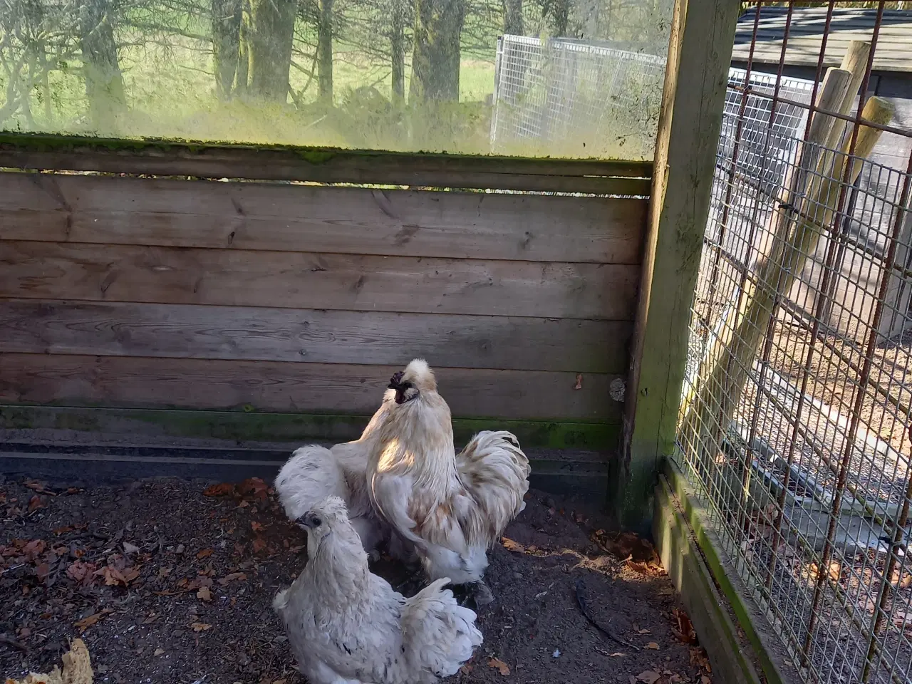Billede 2 - Silkehøns stor race 
