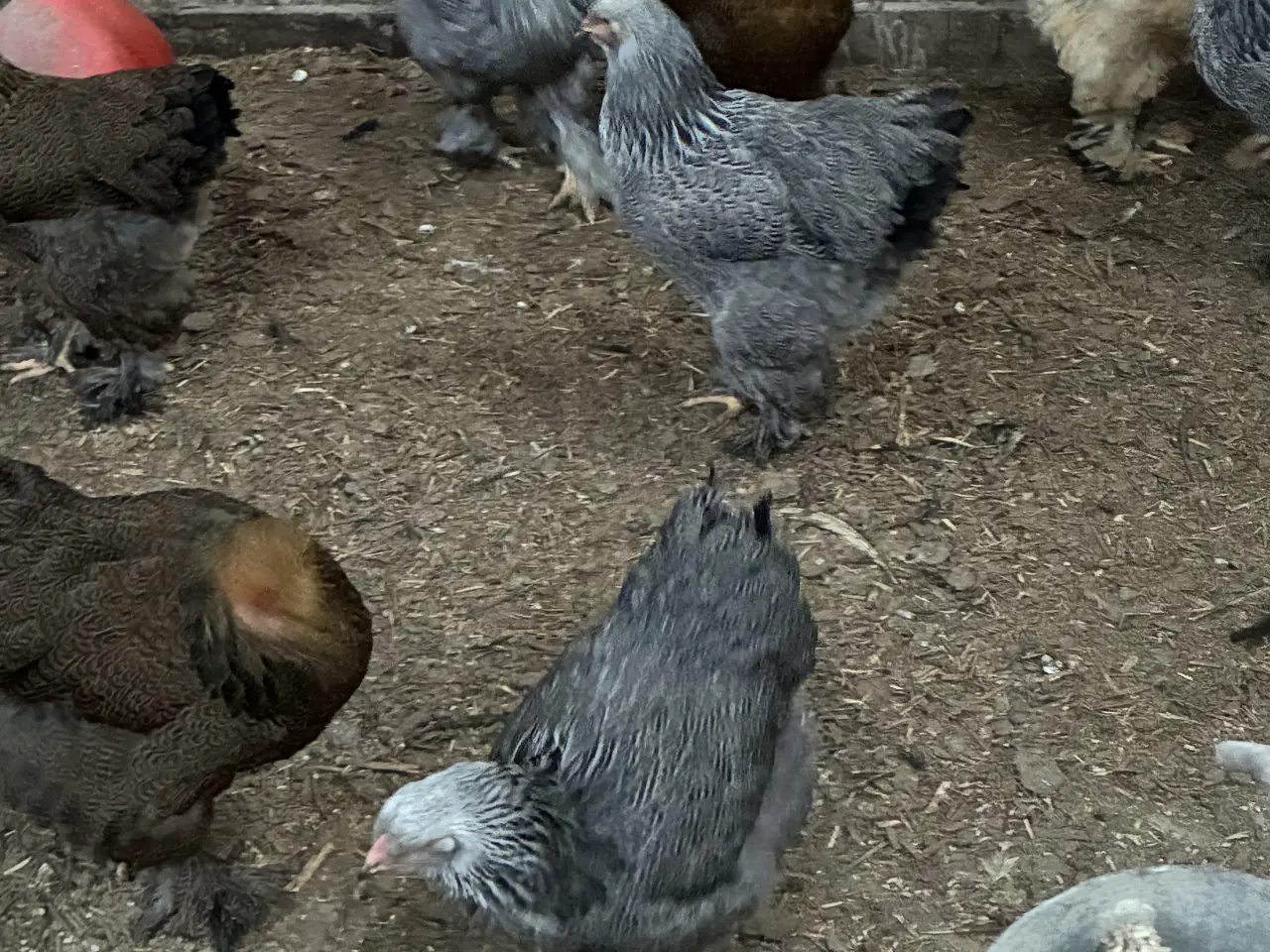 Billede 1 - Brahma i stort race 