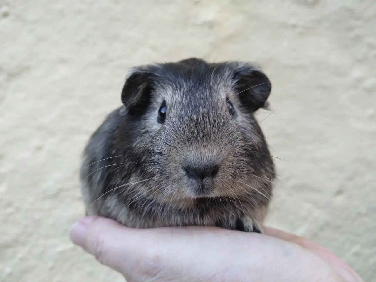 Billede 4 - 2 smukke og meget tamme brødre