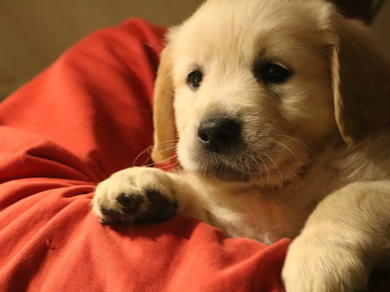 Billede 8 - Verdens smukkeste Golden Retriever er nu til salg!