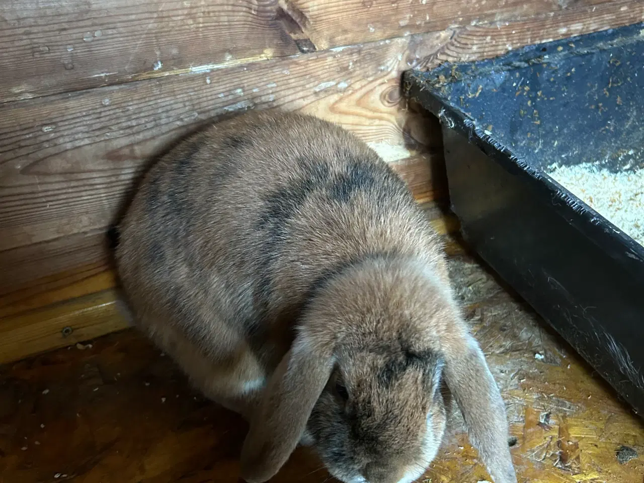 Billede 3 - Kælende kaniner 