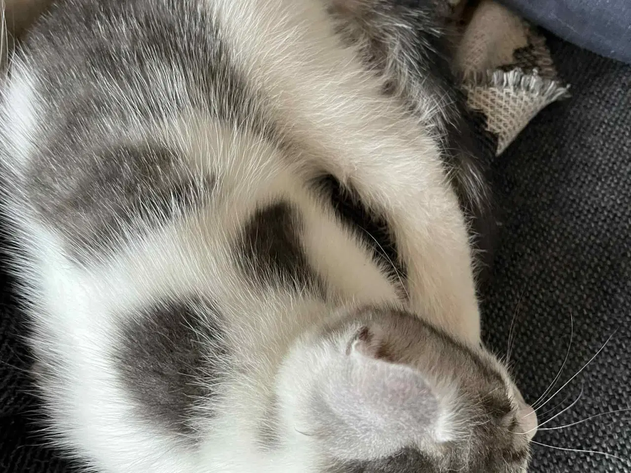 Billede 6 - Hunkilling, hvor mor er Maine Coon