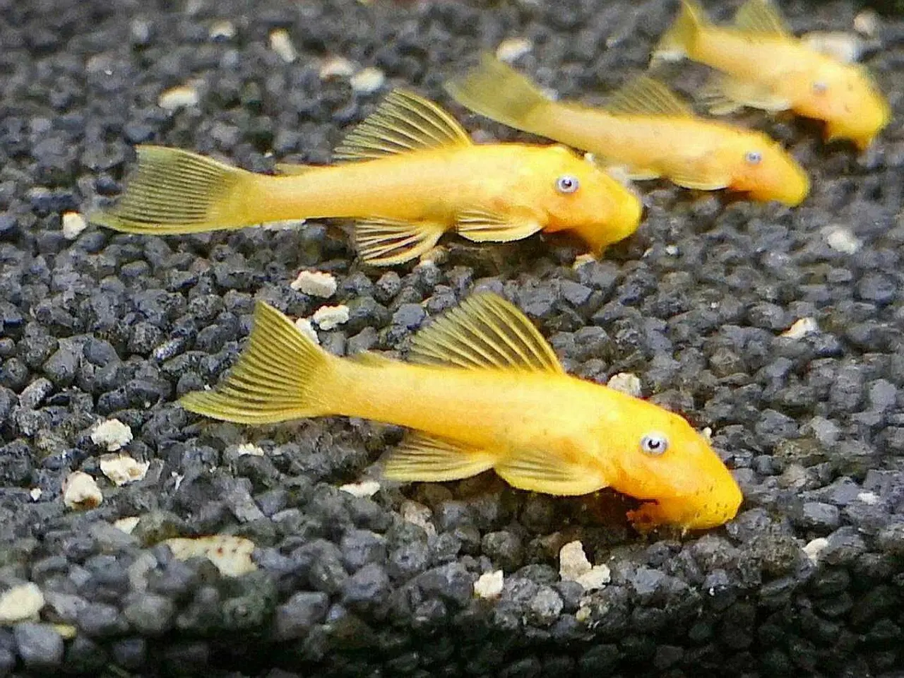 Billede 4 - Skønne L144 malleunger