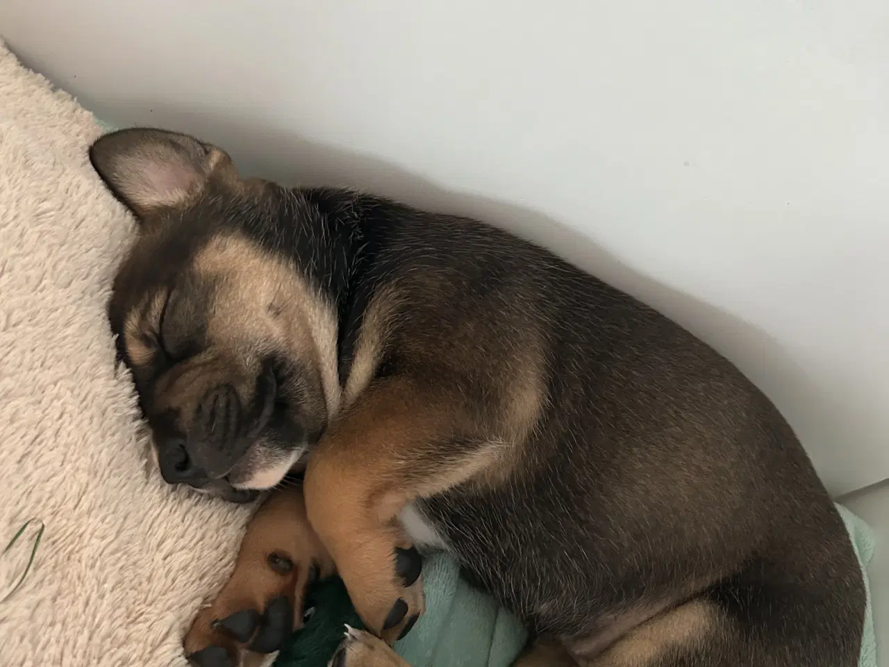 Billede 8 - Blandings hvalpe