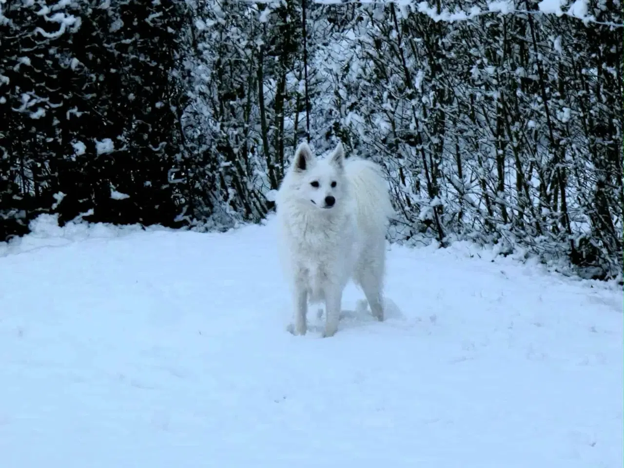 Billede 2 - Dansk spids tæve 2 år