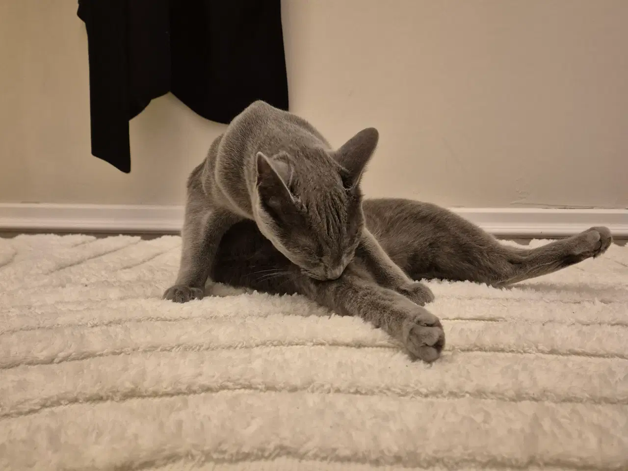 Billede 6 - Russian blue hankat