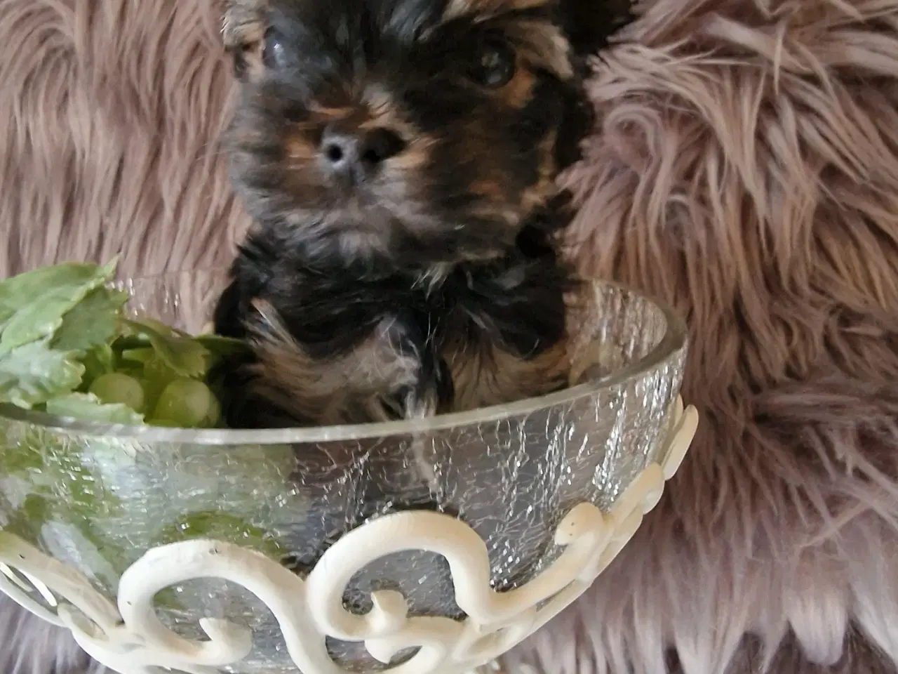 Billede 3 - Meget må Yorkshire Terrier hvalpe