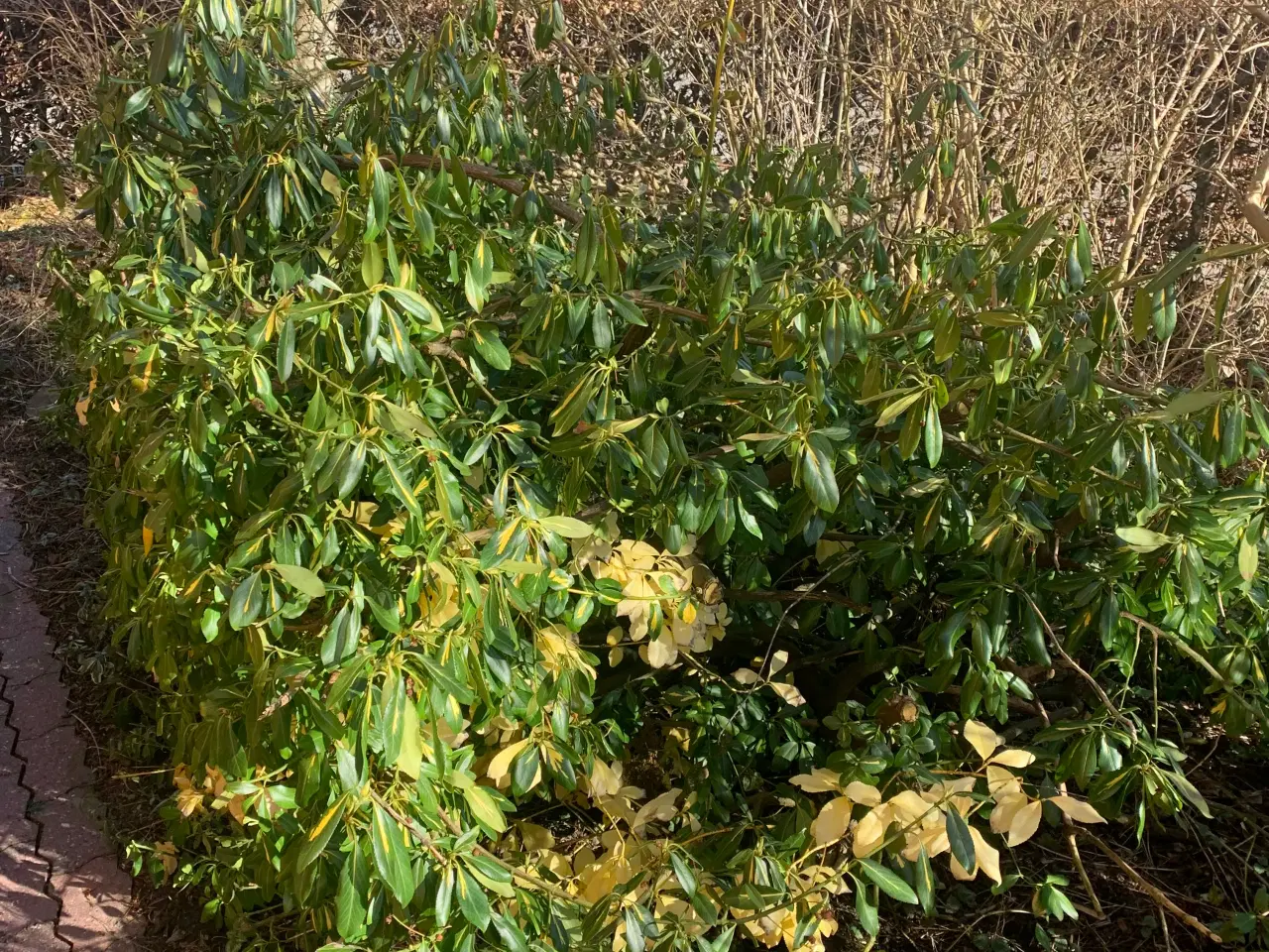 Billede 8 - Thuja busk og solbærbusk m m og mange marksten