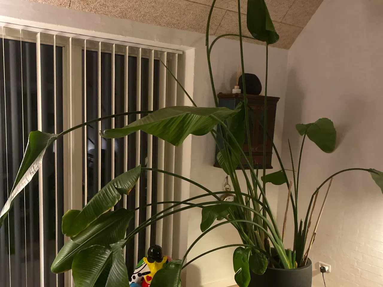 Billede 1 - paradisfugleblomst strelitzia