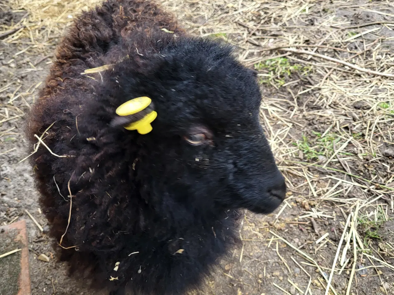 Billede 1 - Ouessant får 