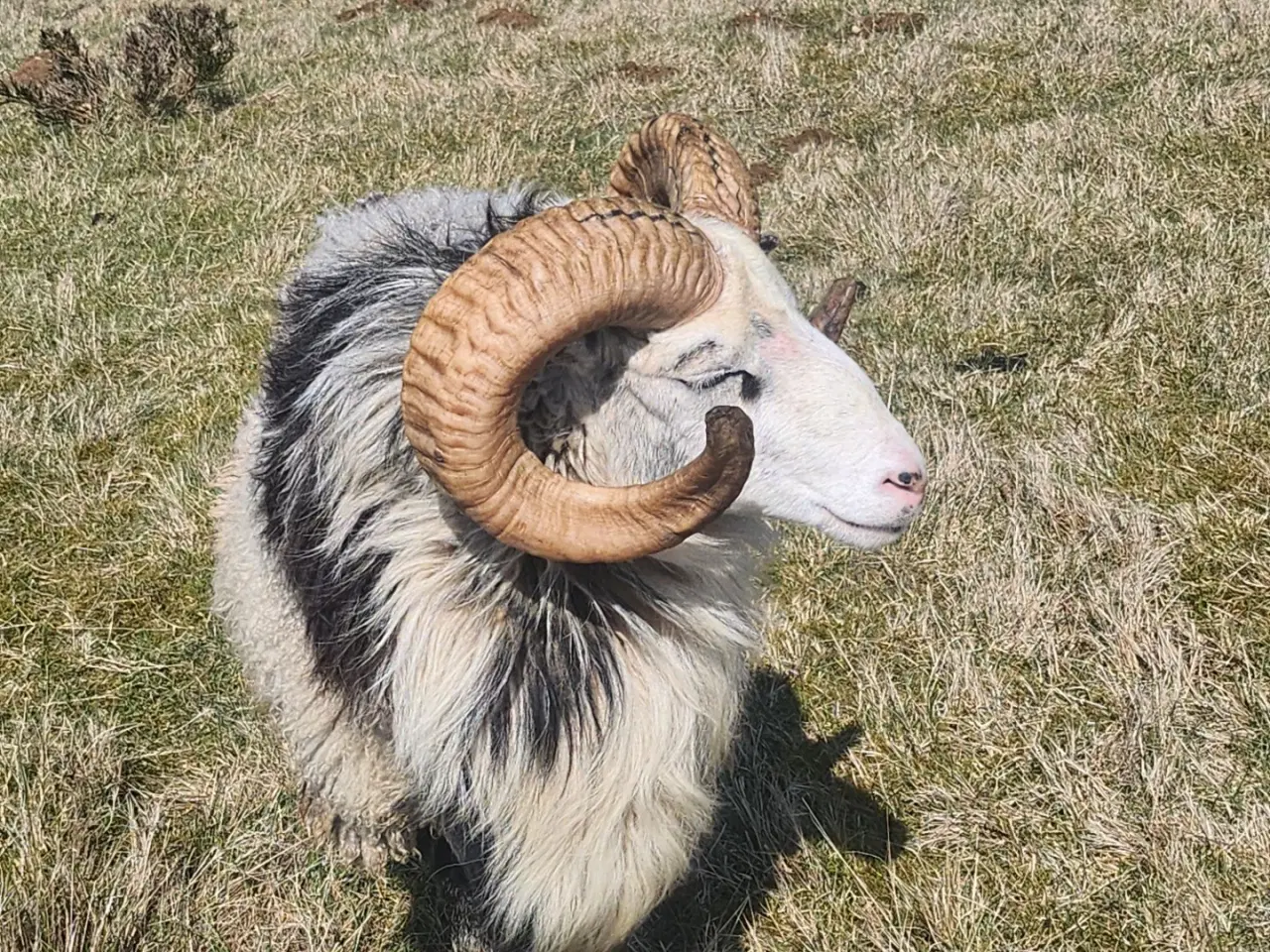 Billede 3 - Gute  Ung Vædder