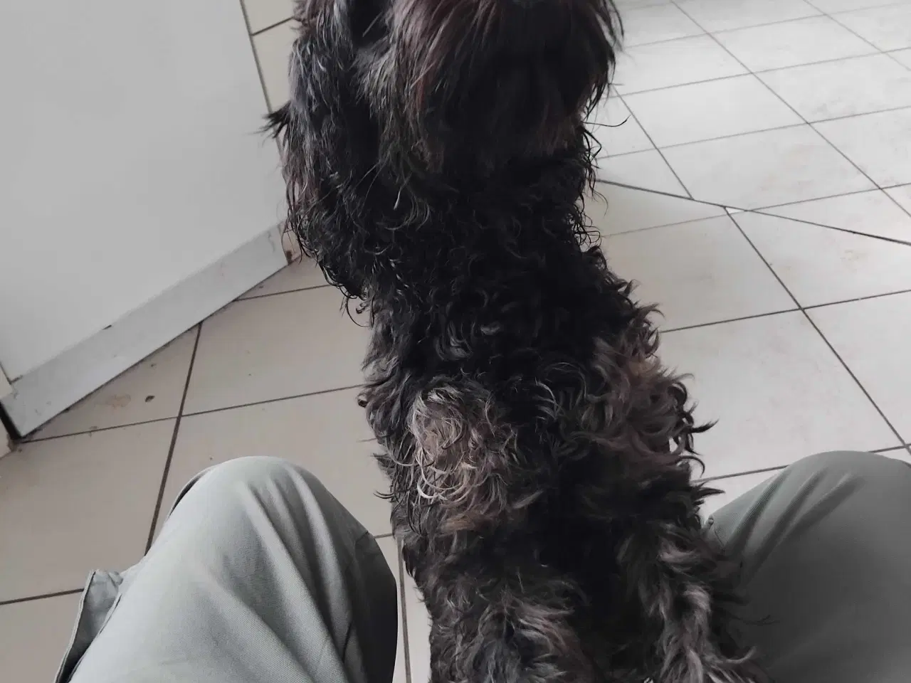 Billede 1 - Cavapoo 