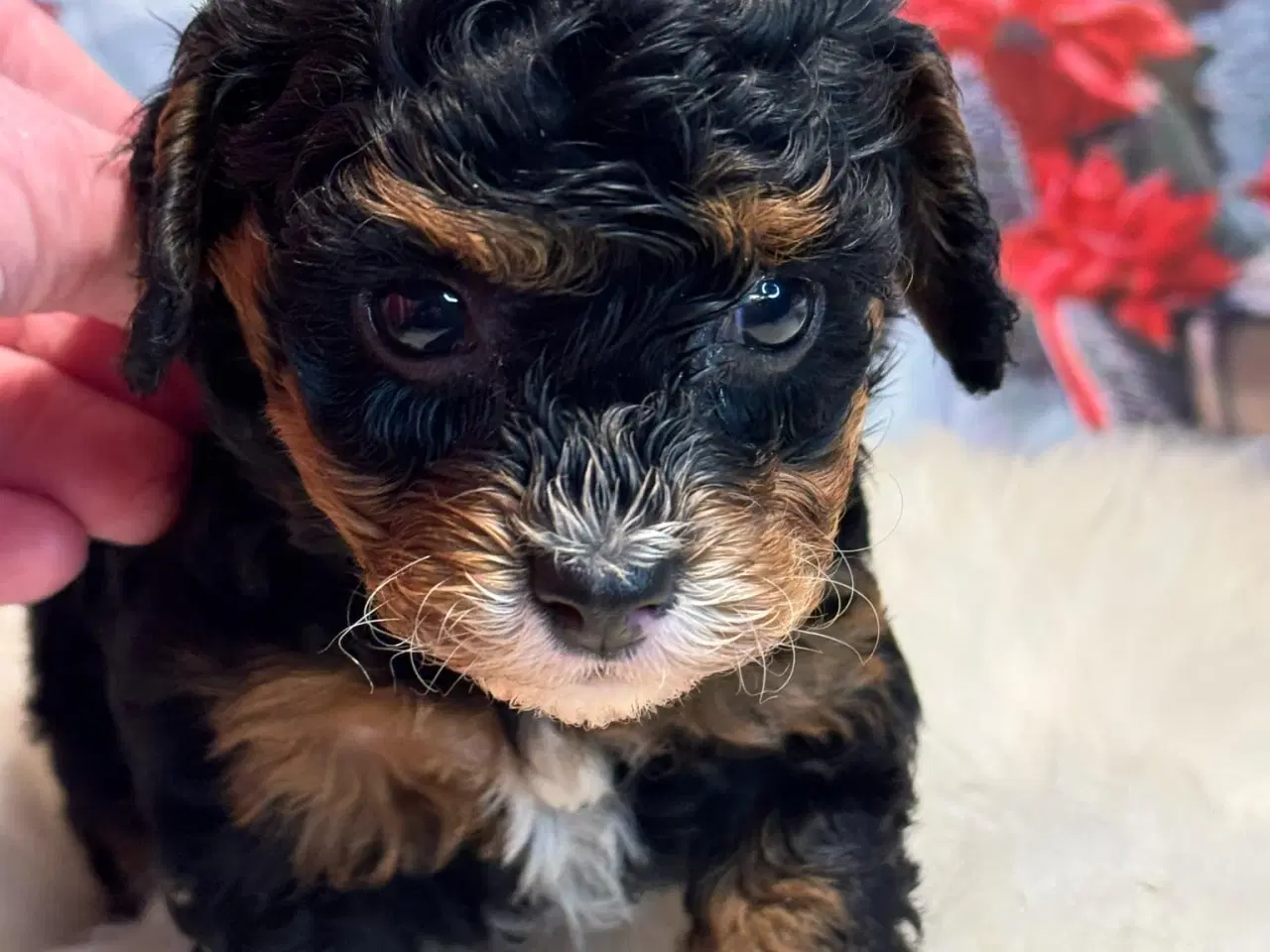 Billede 2 - Cavapoo  Miniature til januar