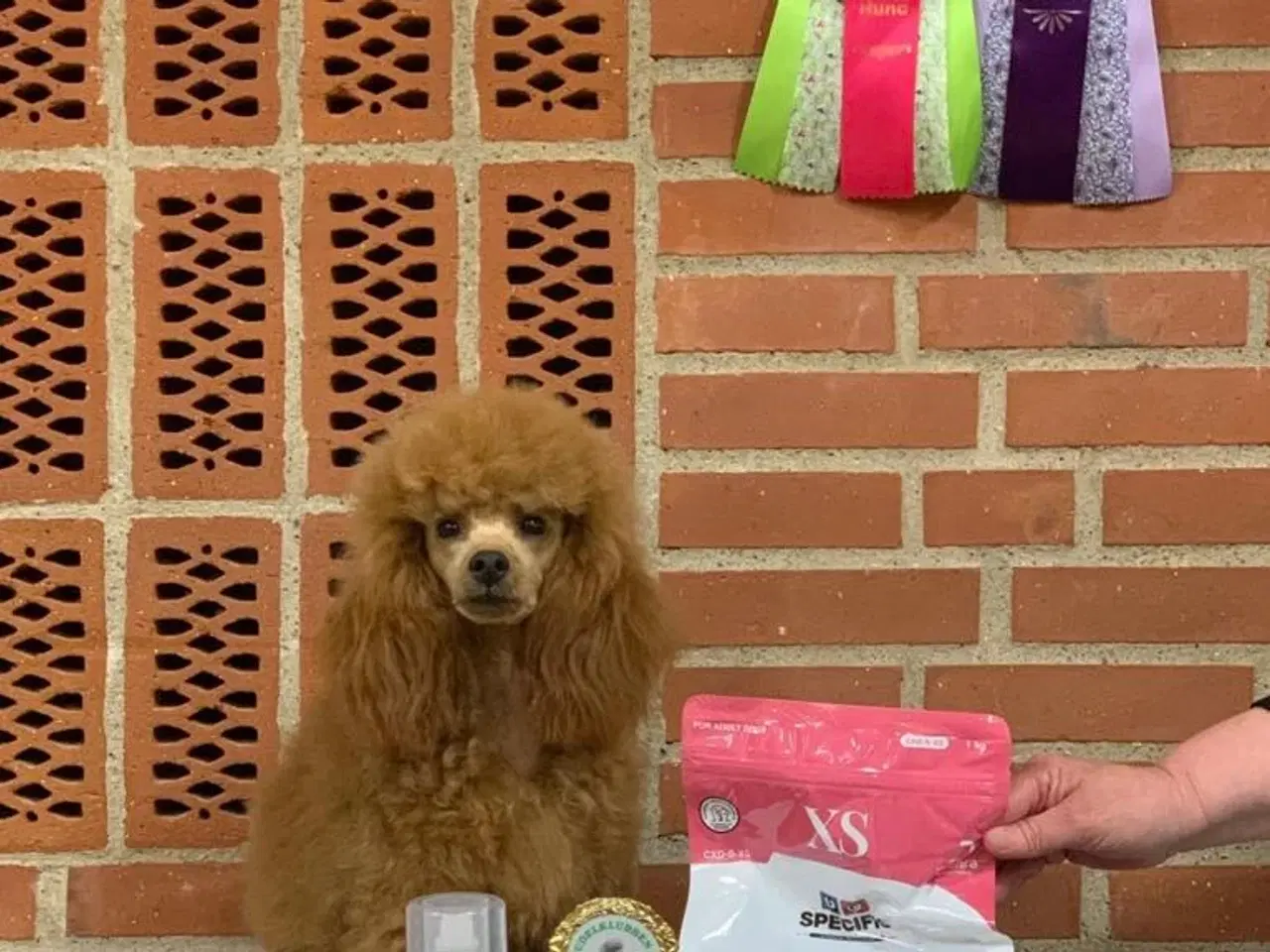 Billede 17 - Hundefrisør/trimming/groomer 