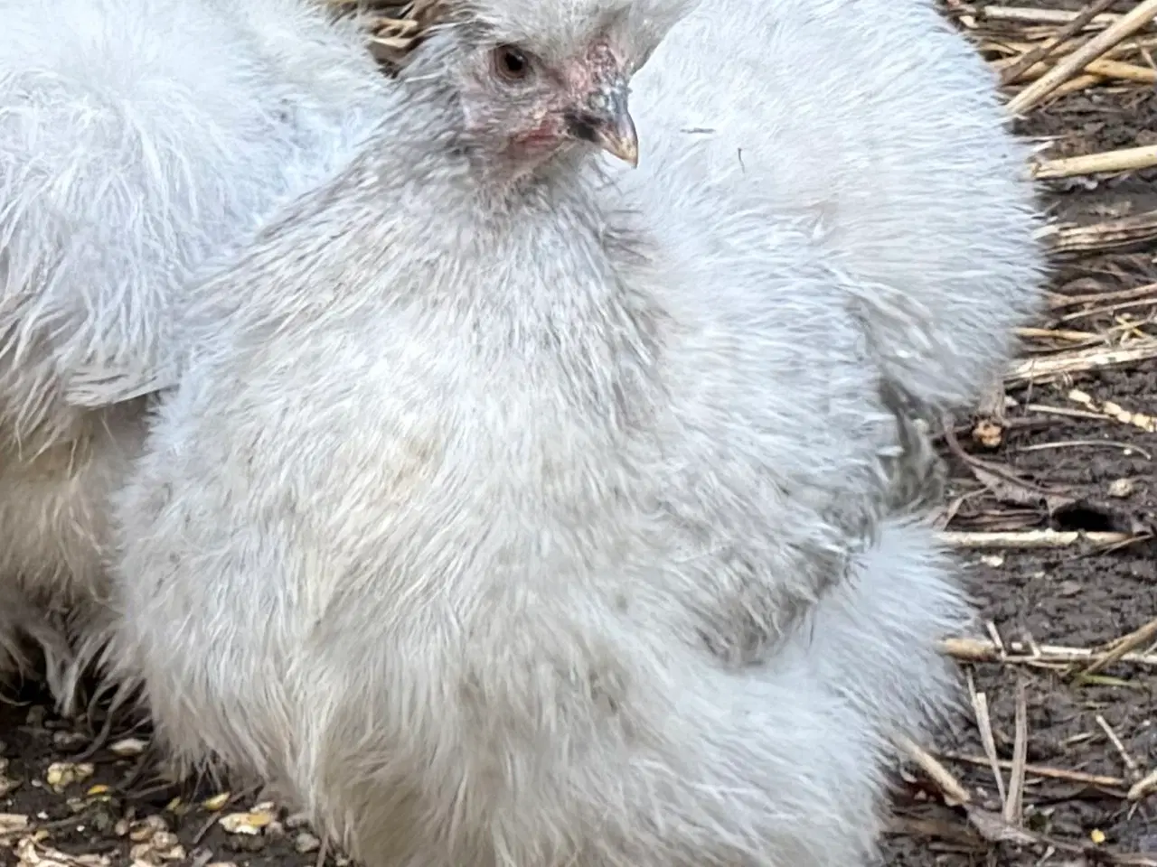 Billede 7 - 3 silker og 4 top blandings høne kyllinger