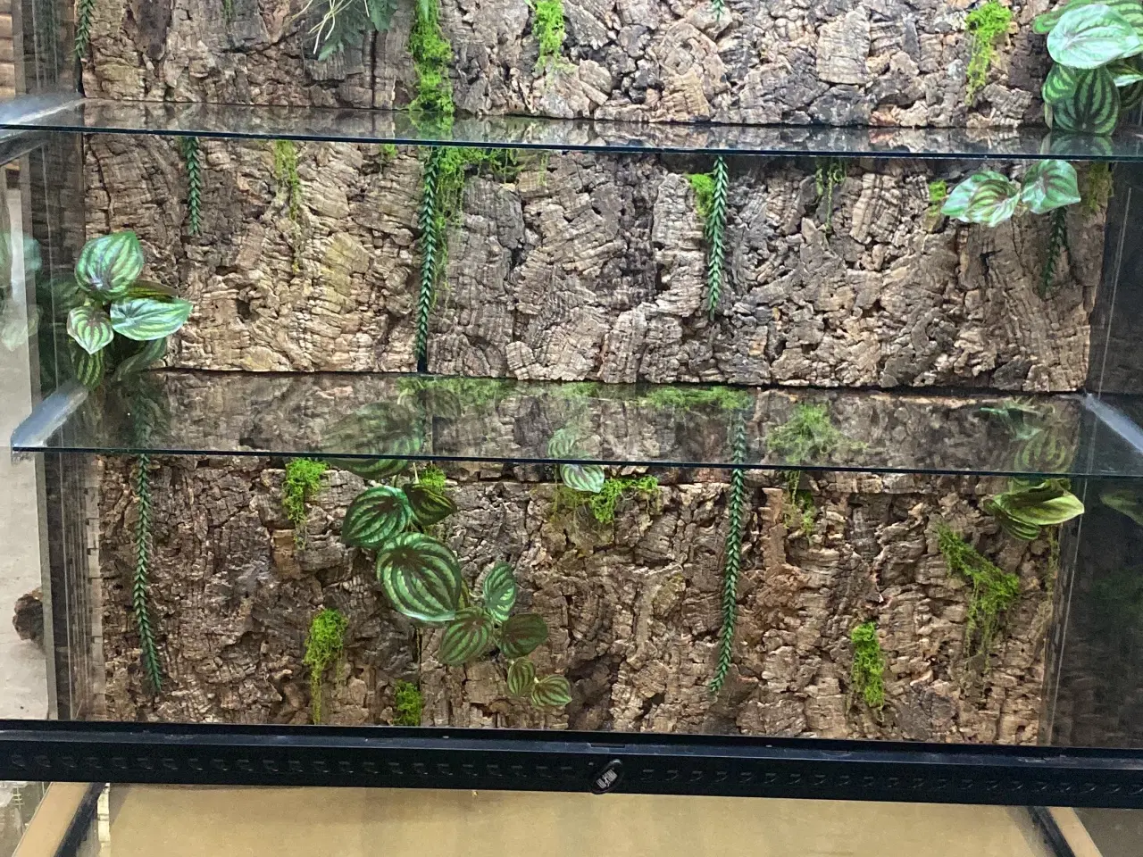 Billede 4 - Terrarier efter ønske – jeg laver/bygger/indretter