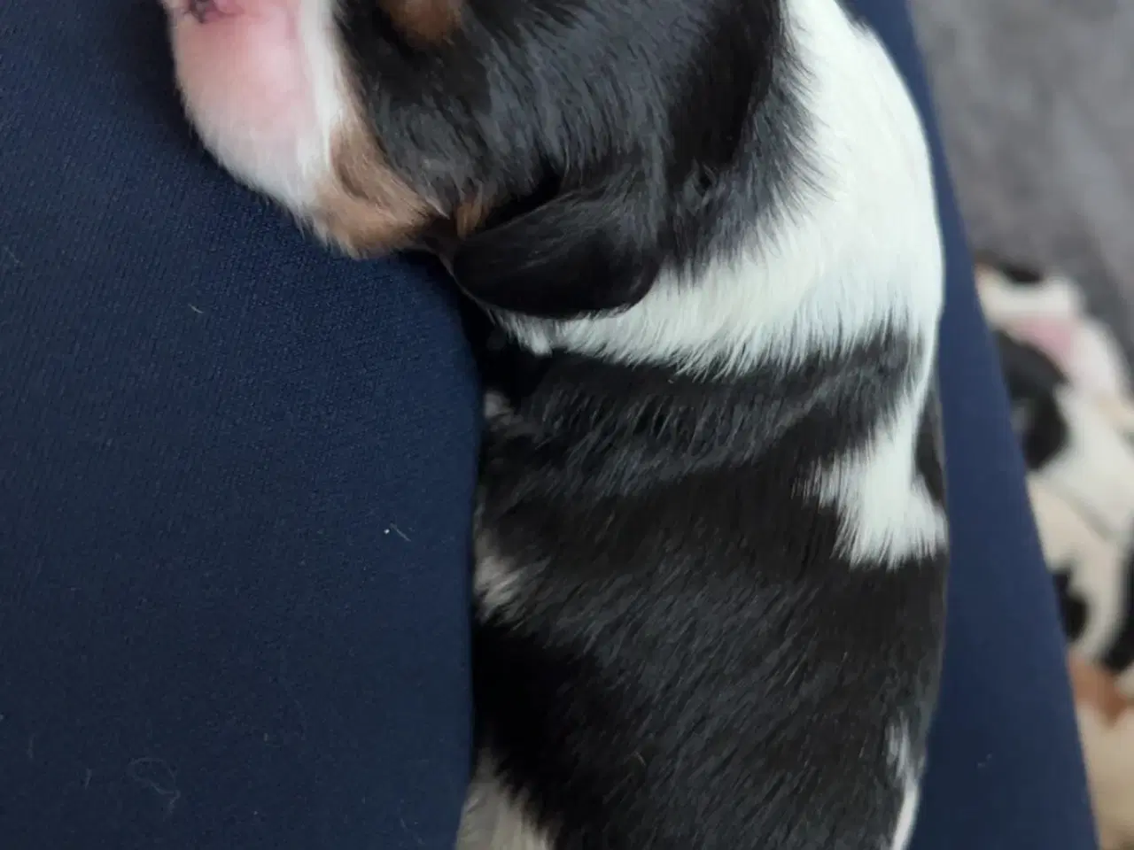 Billede 7 - Cavalier King Charles hvalpe m. stambog