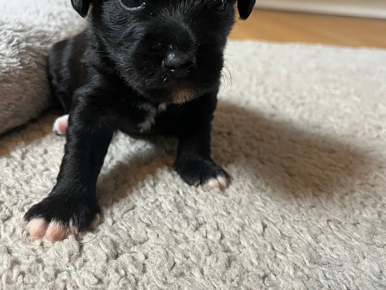 Billede 12 - 3 tævehvalpe sælges - Jack Russell / Bichon Havana