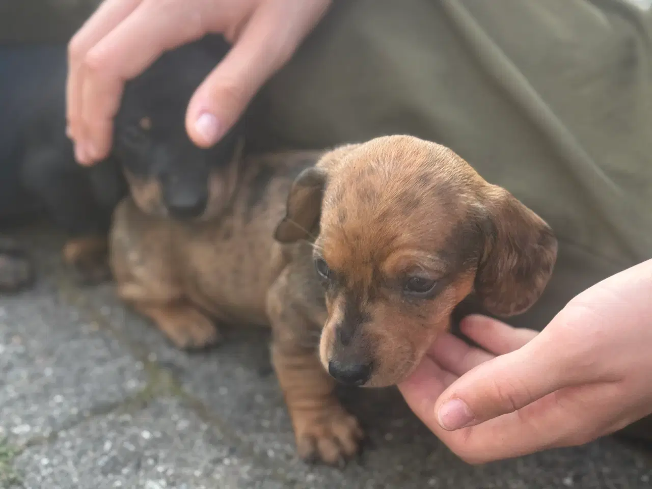 Billede 15 - Sunde og smukke korthårede gravhunde hvalpe 