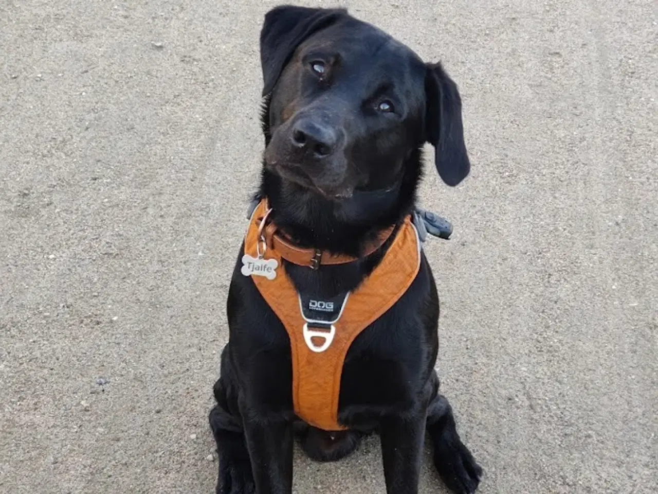 Billede 9 - F1 Labrador udbydes til parring