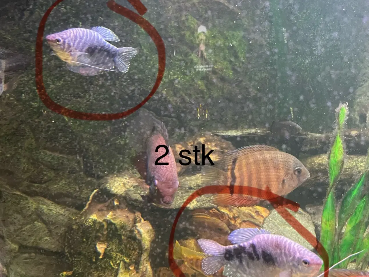 Billede 5 - Store akvariefisk m. Mad