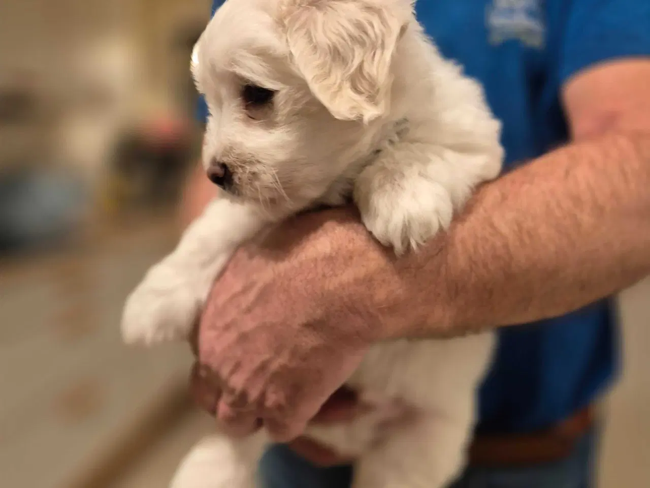 Billede 5 - Bomulds basse 🥰 "Blue"