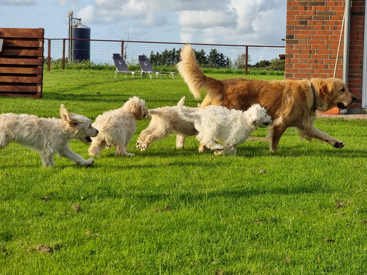 Billede 17 - skønheder Golden doodle hvalpe