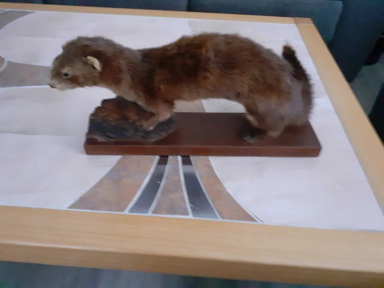 Billede 1 - Udstoppet dyr 