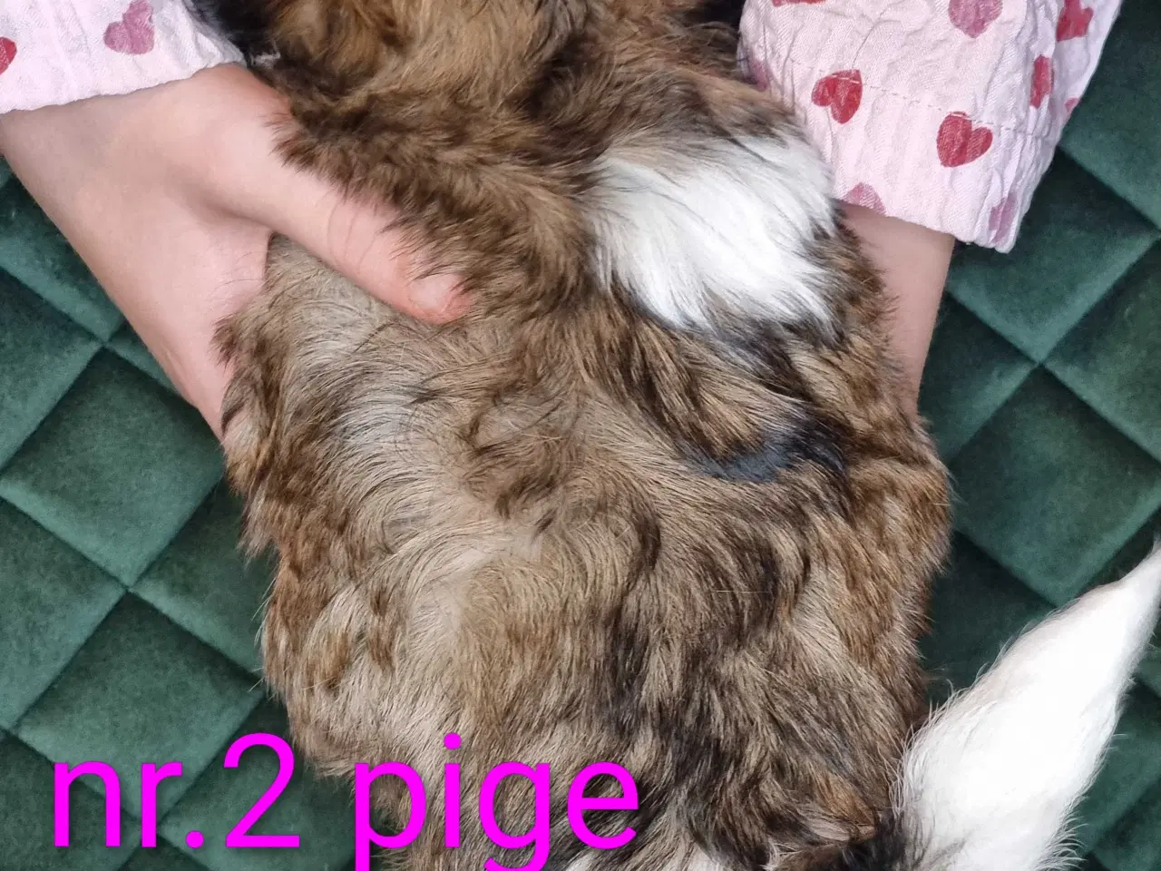 Billede 10 - Shih tzu hvalpe 