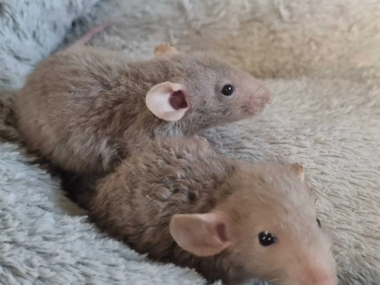 Billede 2 - Dumbo rotteunger 