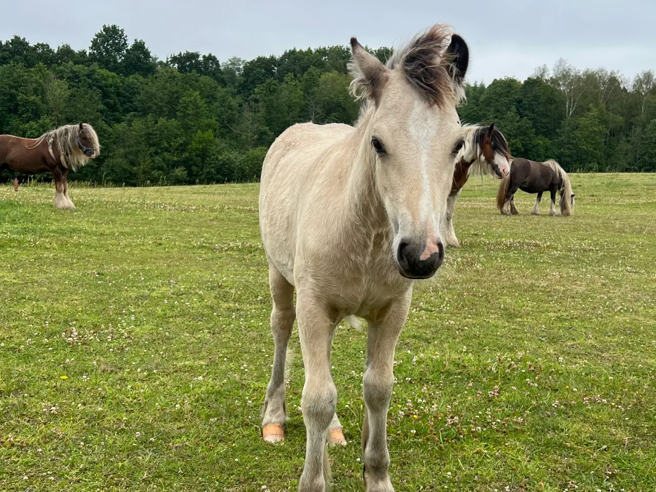 Billede 2 - MINI irish cob hoppeføl 