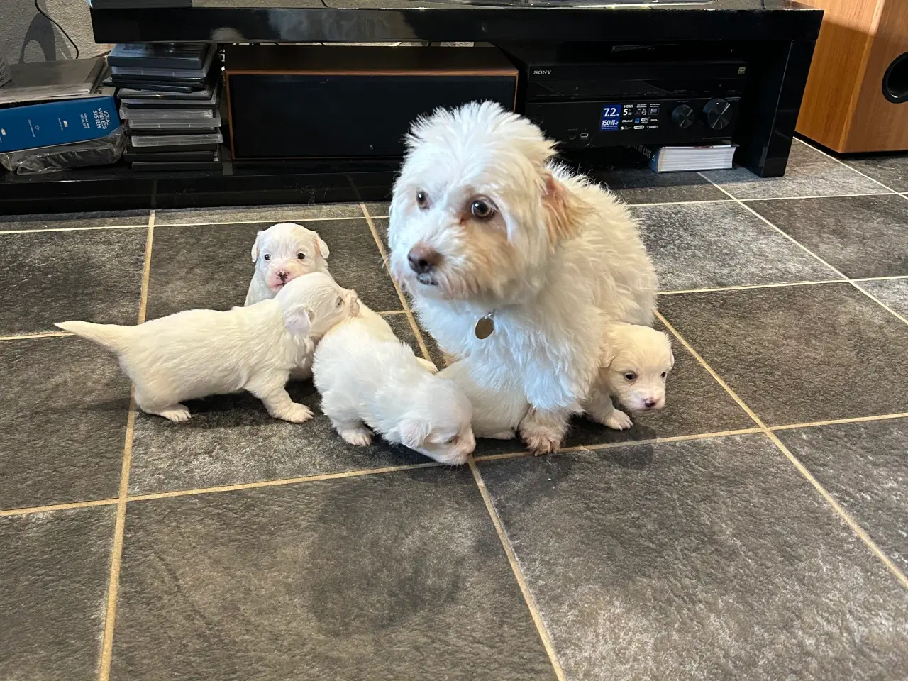 Billede 5 - Bomuldshund- Coton de Tulear