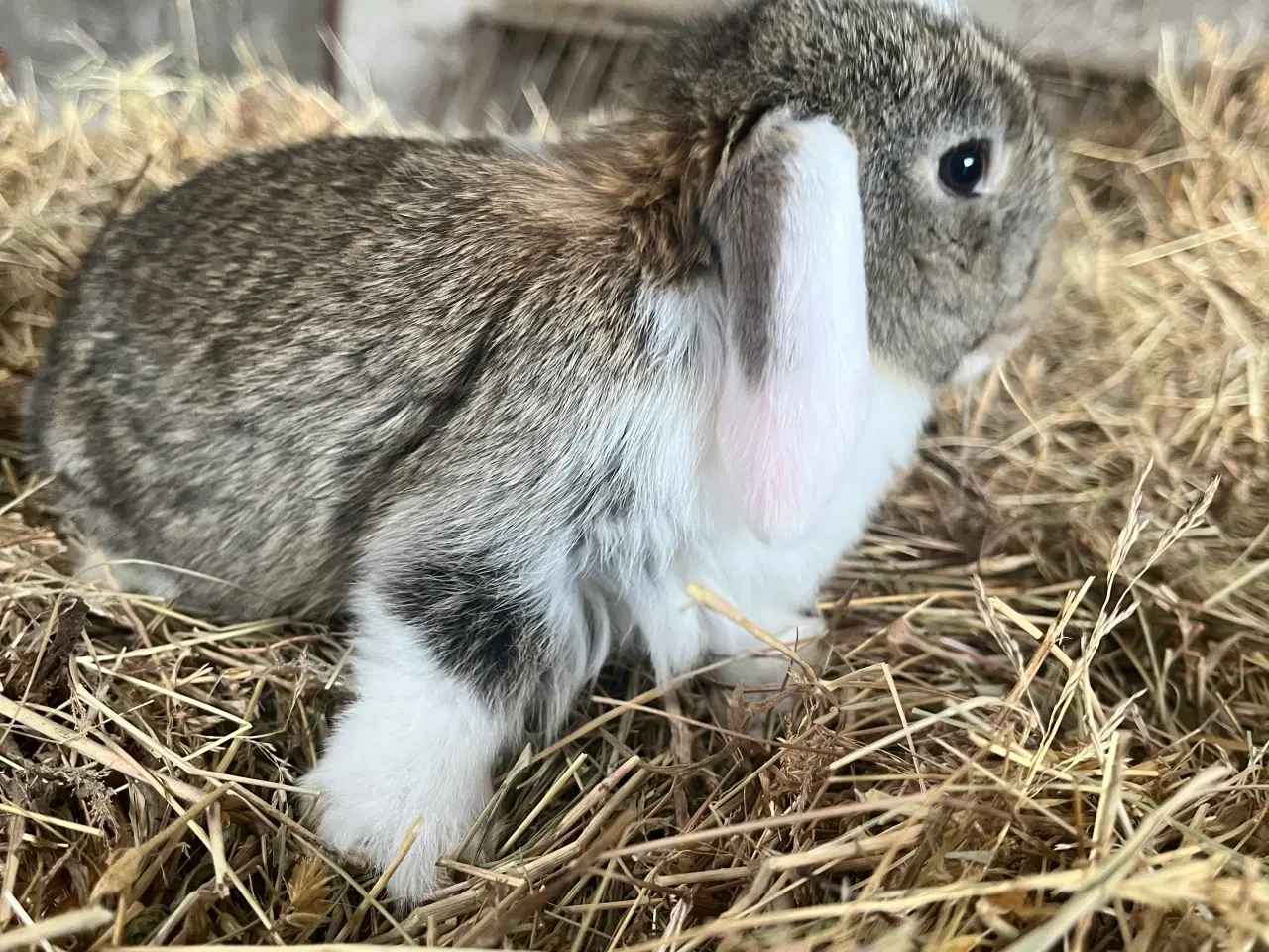 Billede 7 - Minilop på 8 uger 