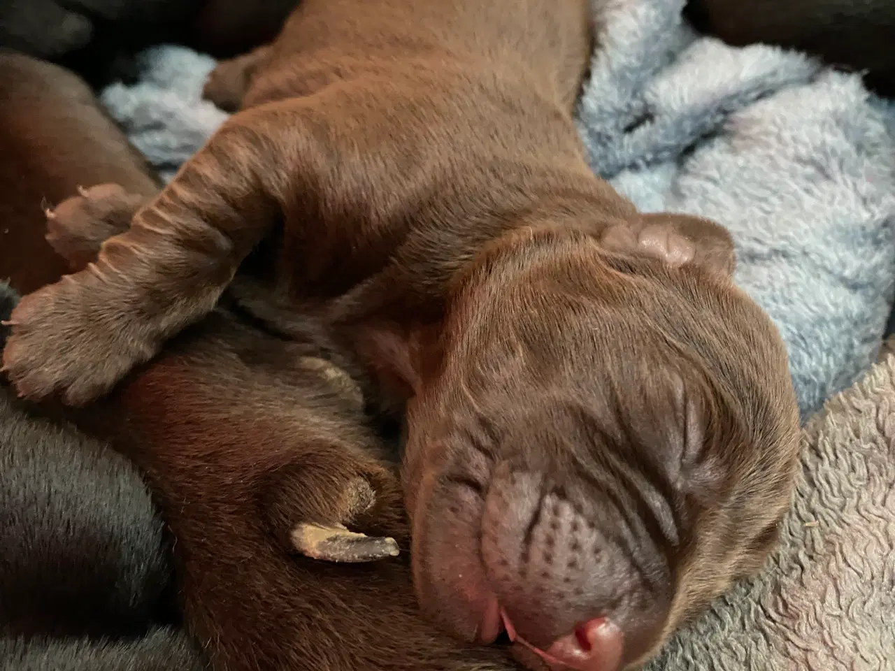 Billede 3 - Lækre Labrador Hvalpe Basser😍 til salg 