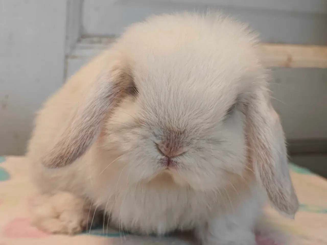 Billede 15 - Minilop